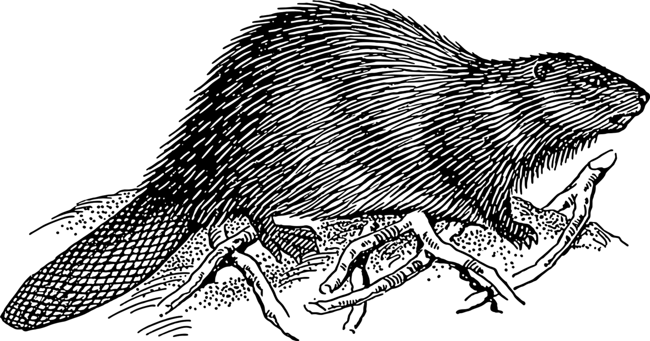 Beaver vector clipart images 6