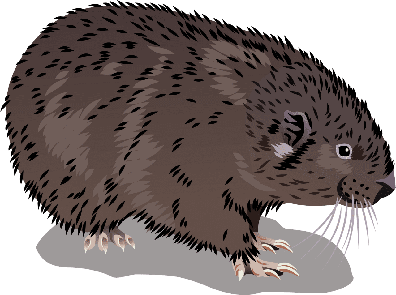 Mountain beaver vector clipart images