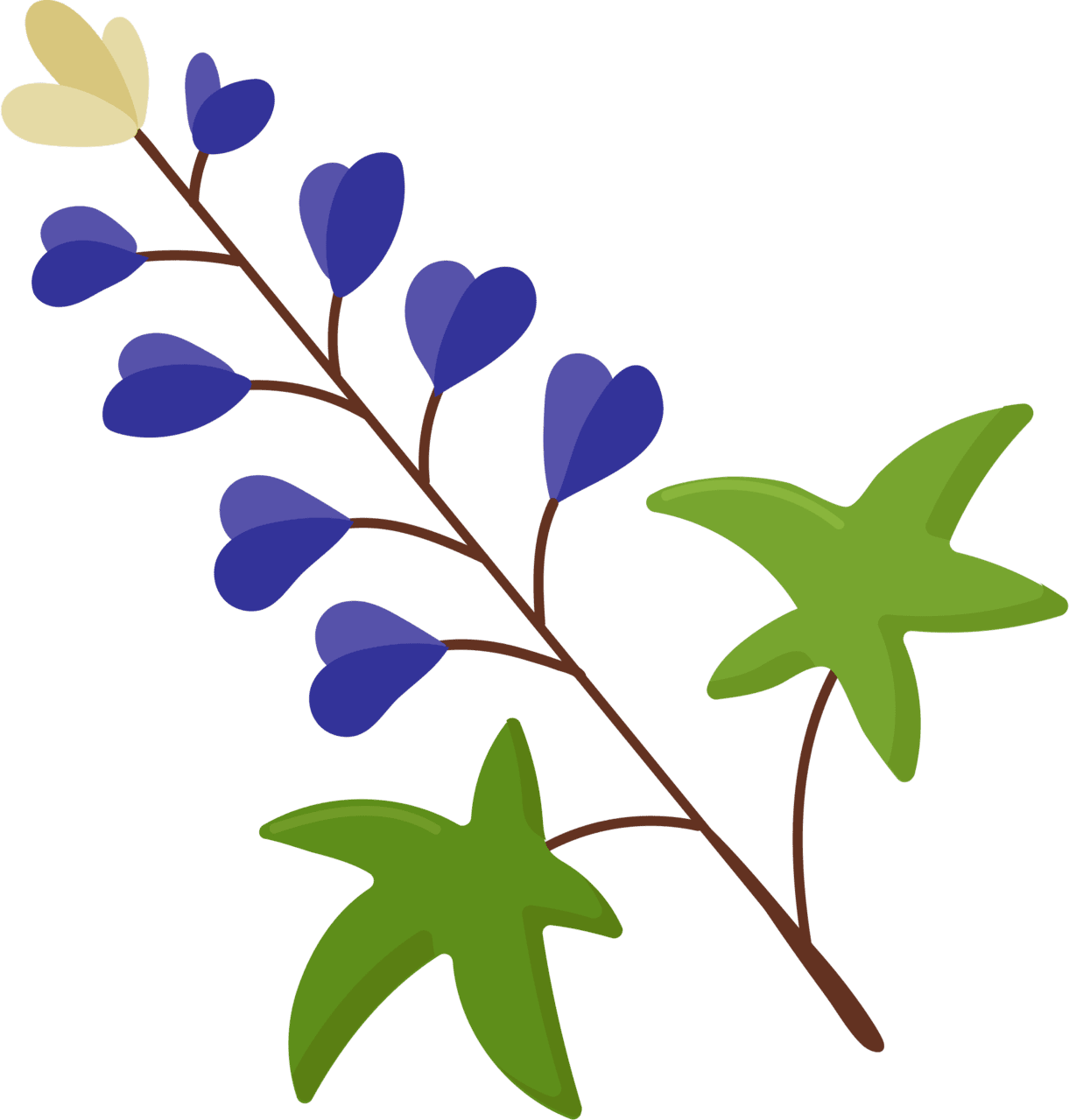 Bluebonnet vector clipart images