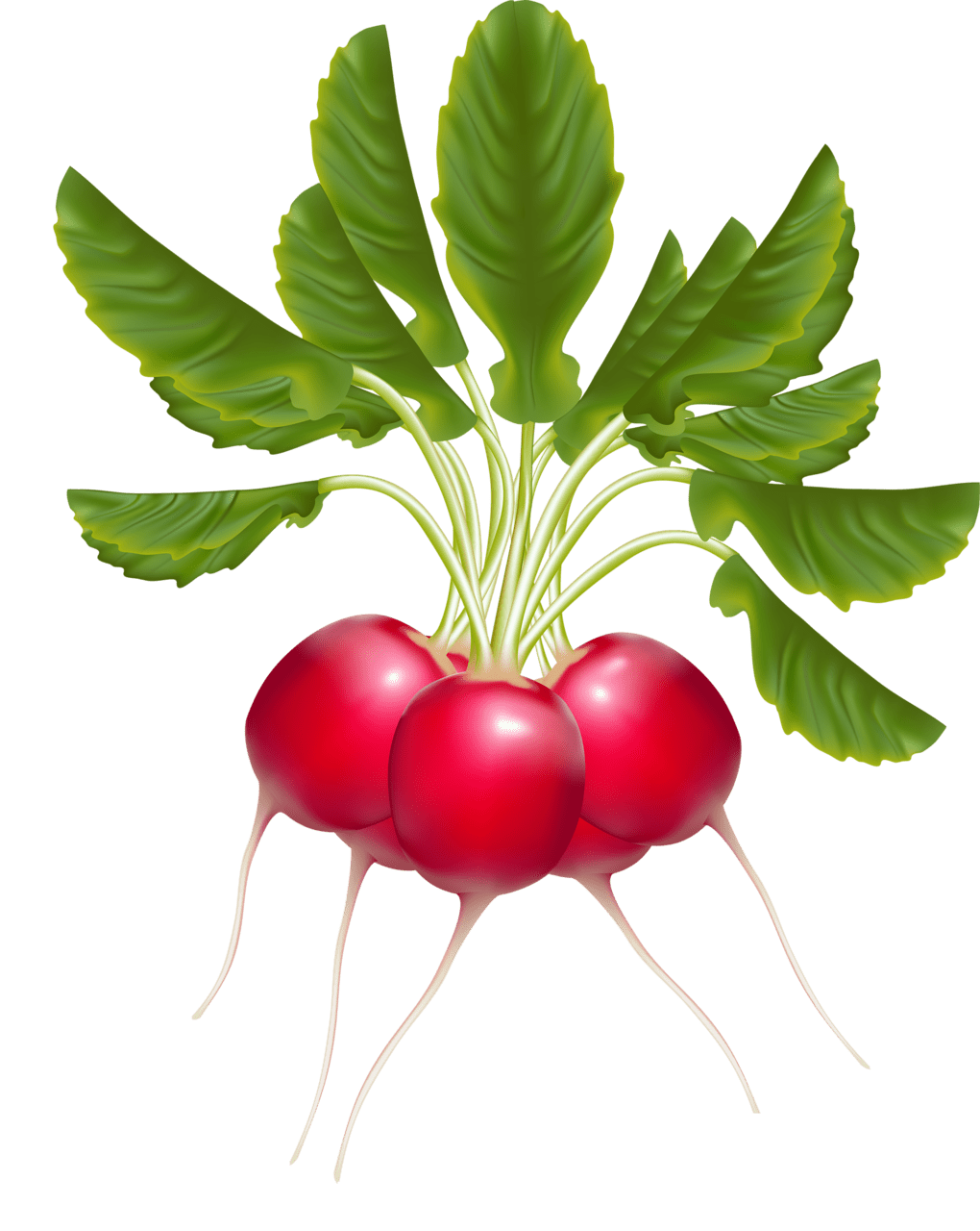 Veggie clipart vector