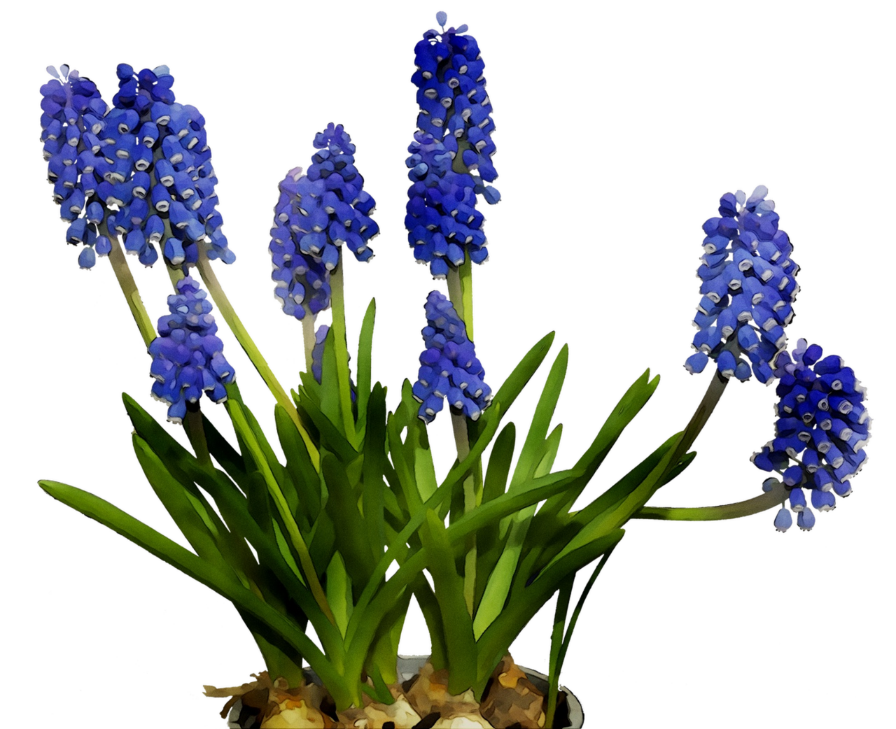 English lavender cut flowers hyacinth bluebonnet clipart vector