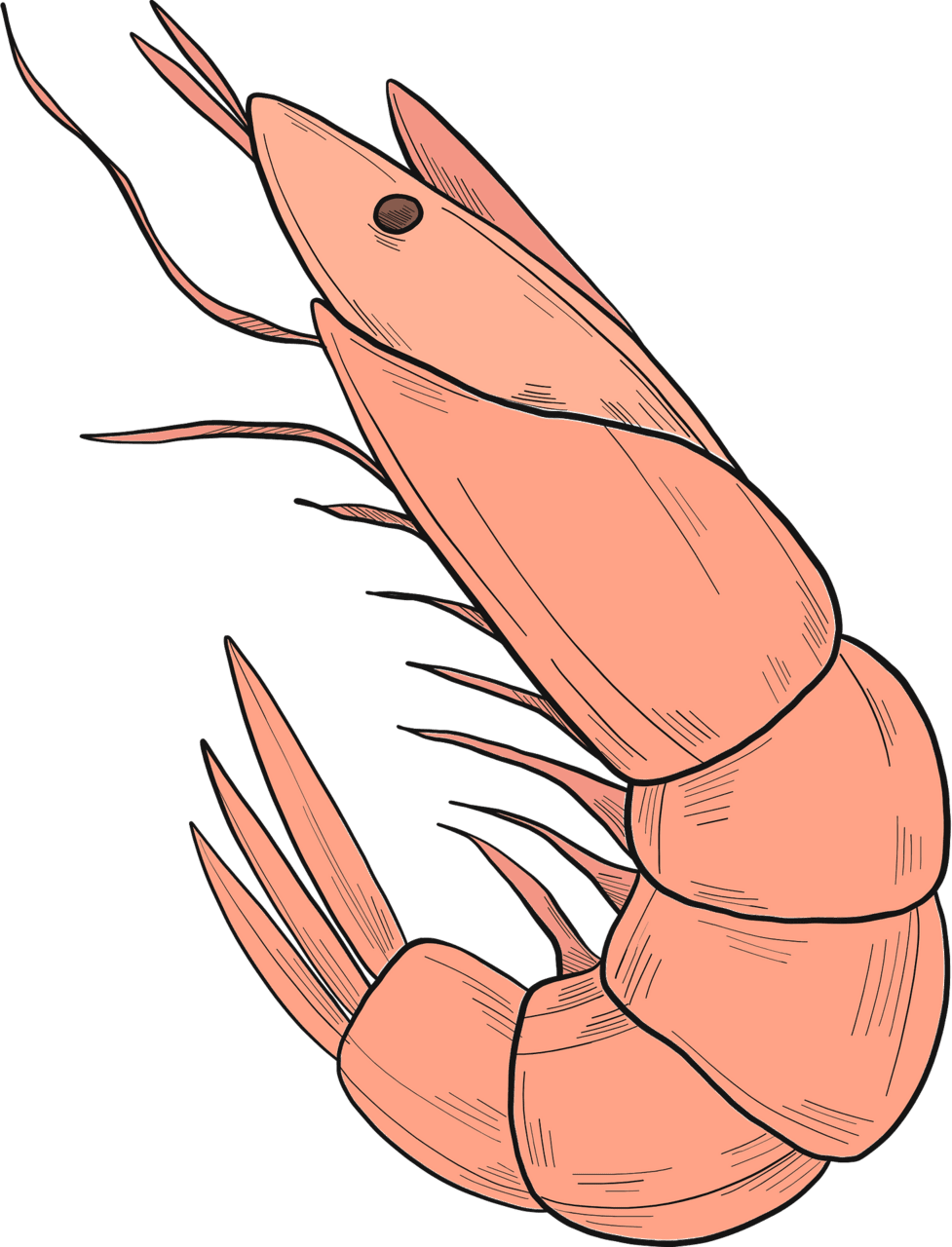 Shrimp vector clipart images 7