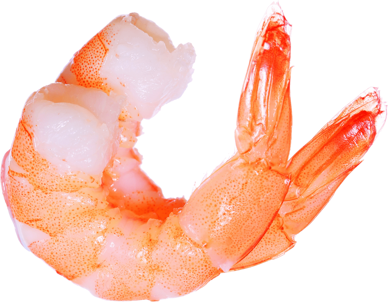 Shrimp image size clipart 2