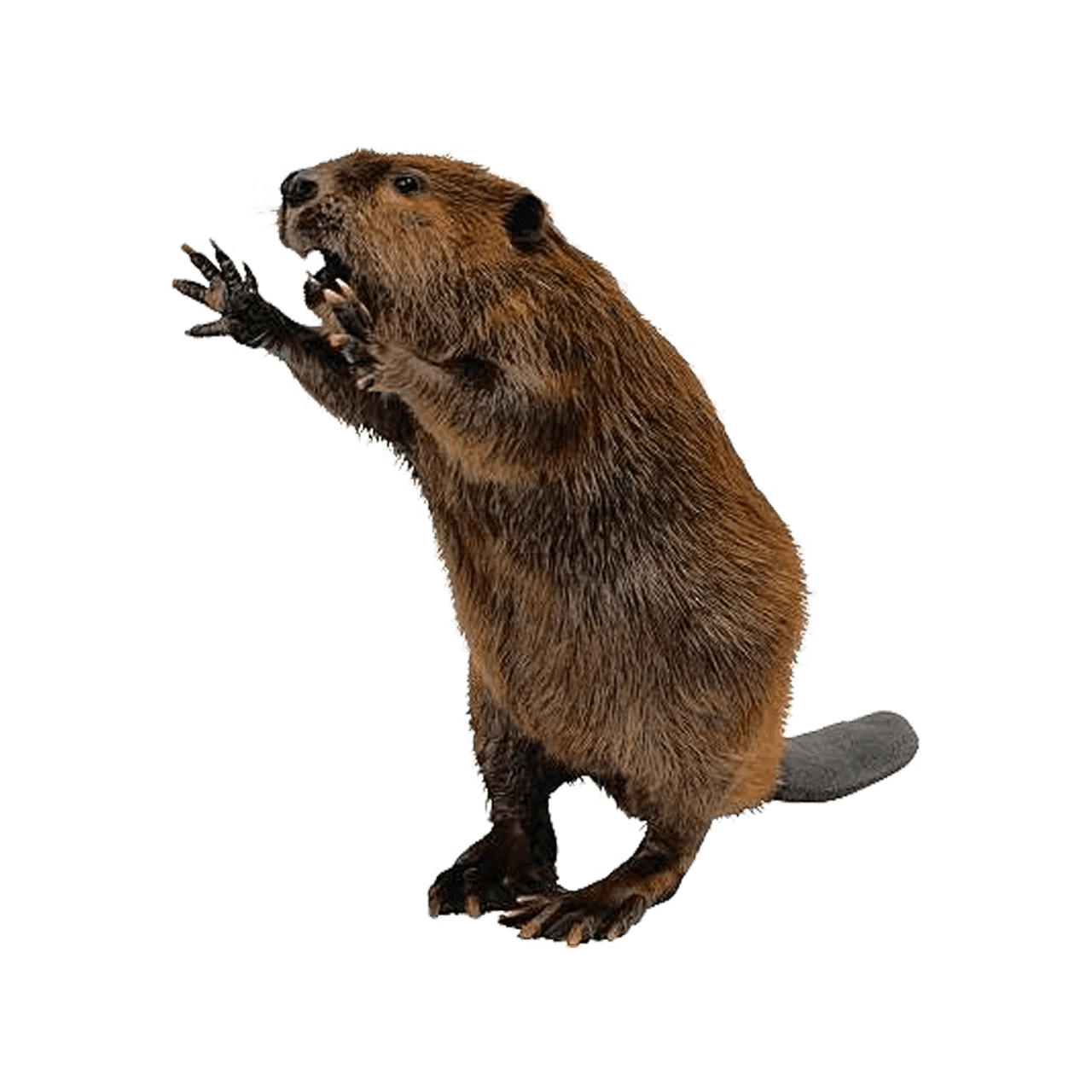 Beaver images hd photo clipart 2