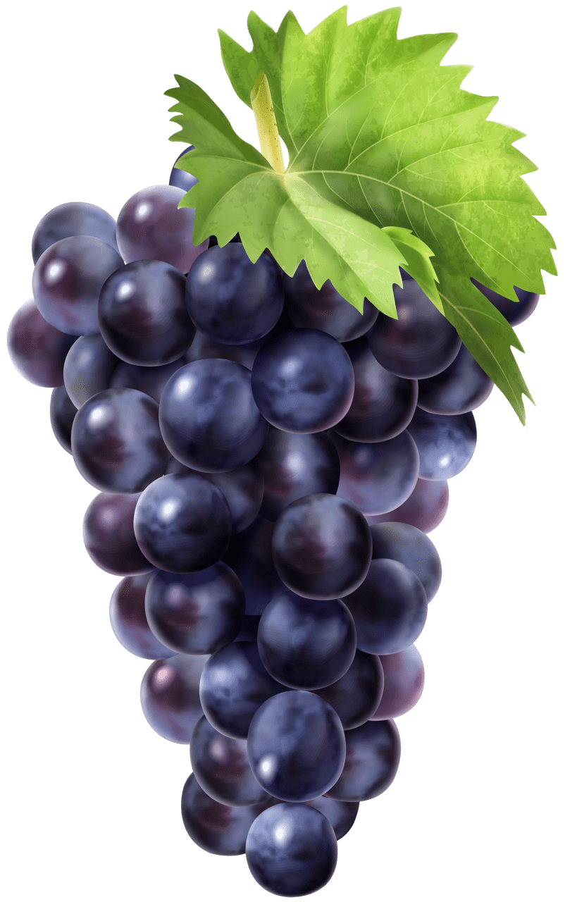 Black grape clipart image