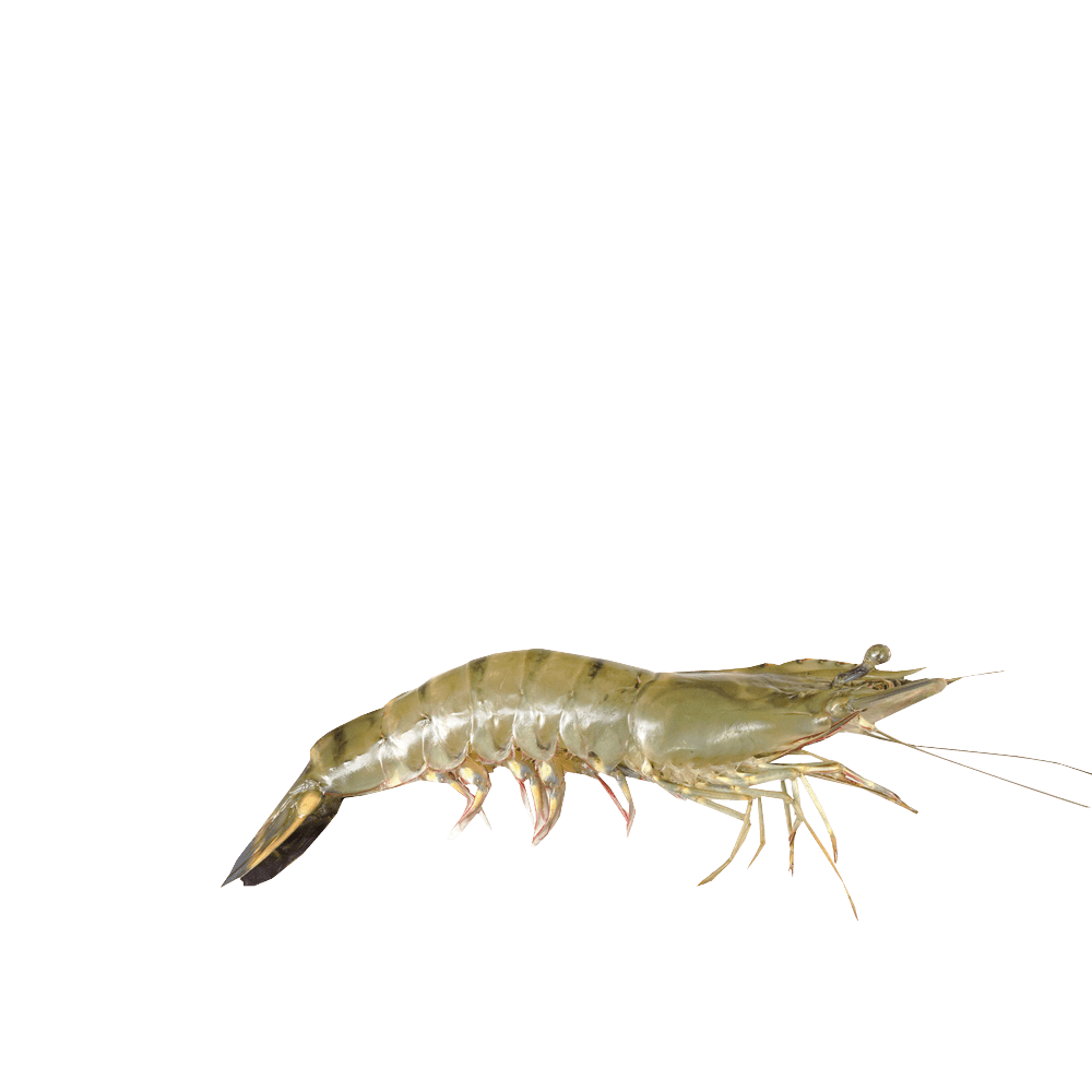 Shrimp prawns images hd photo clipart