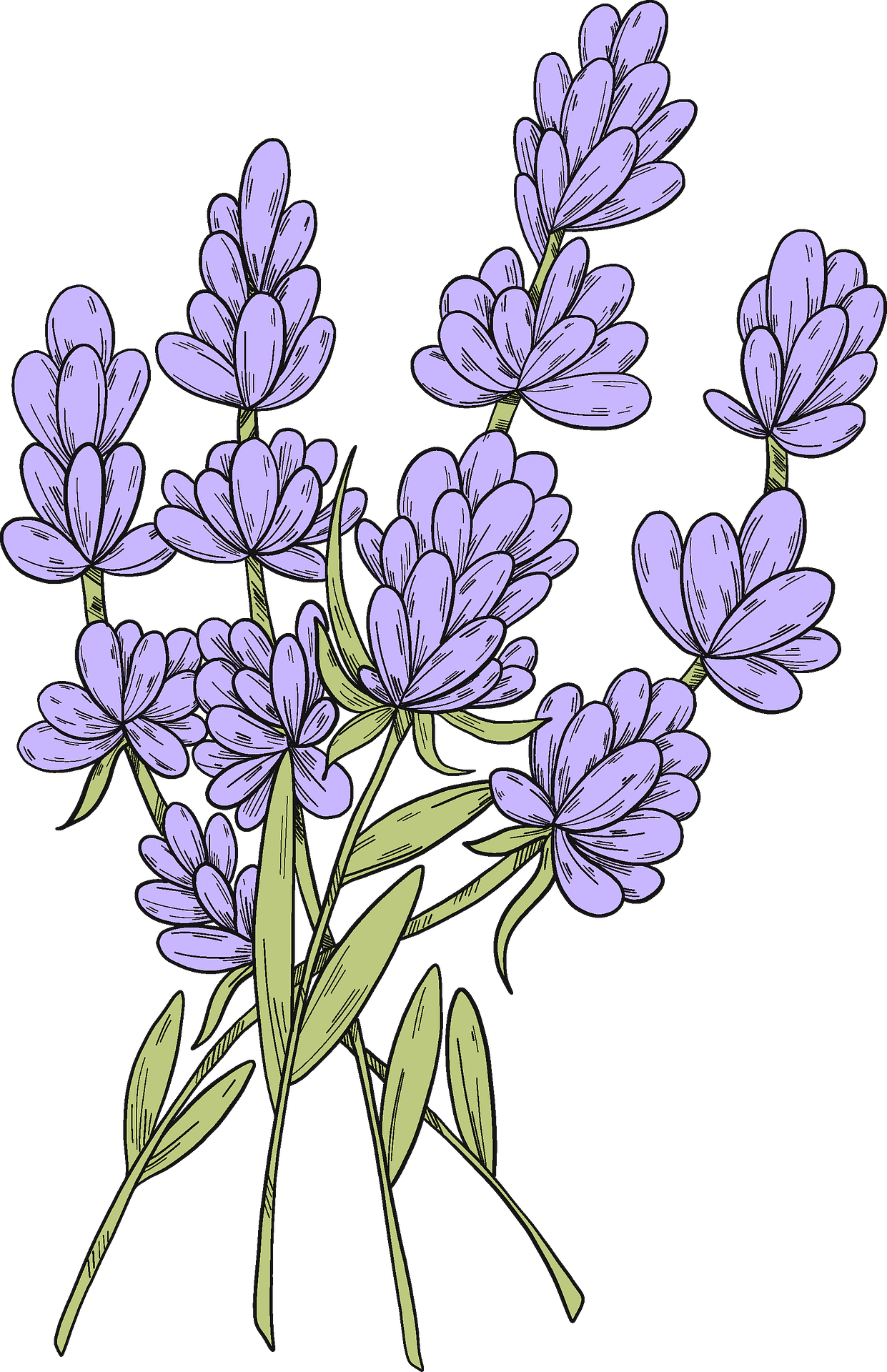 Bluebonnet lavender vector clipart images