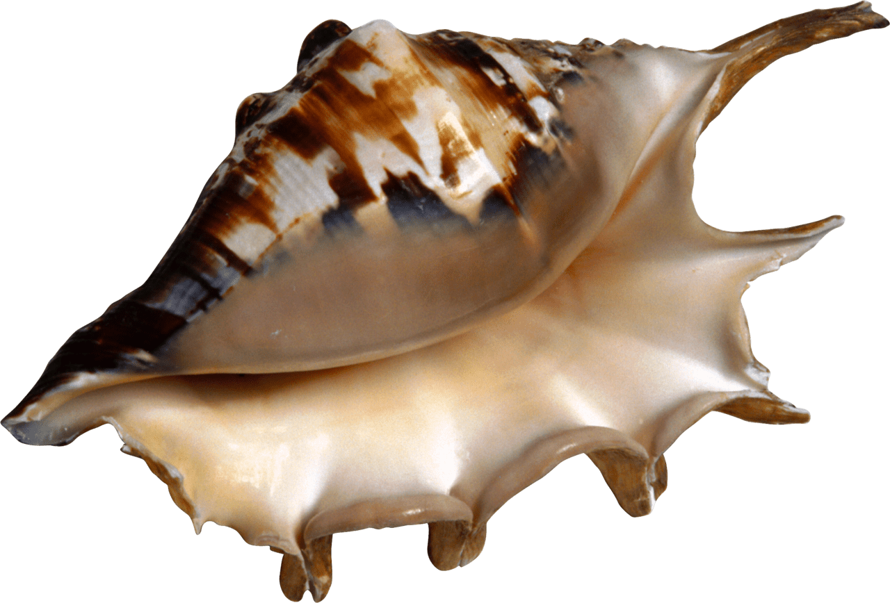 Seashells conch clipart transparent