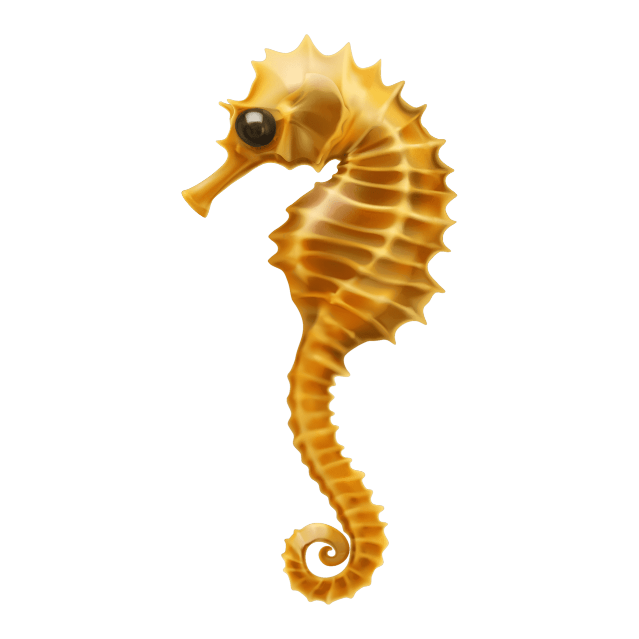 Seahorse images hd photo clipart