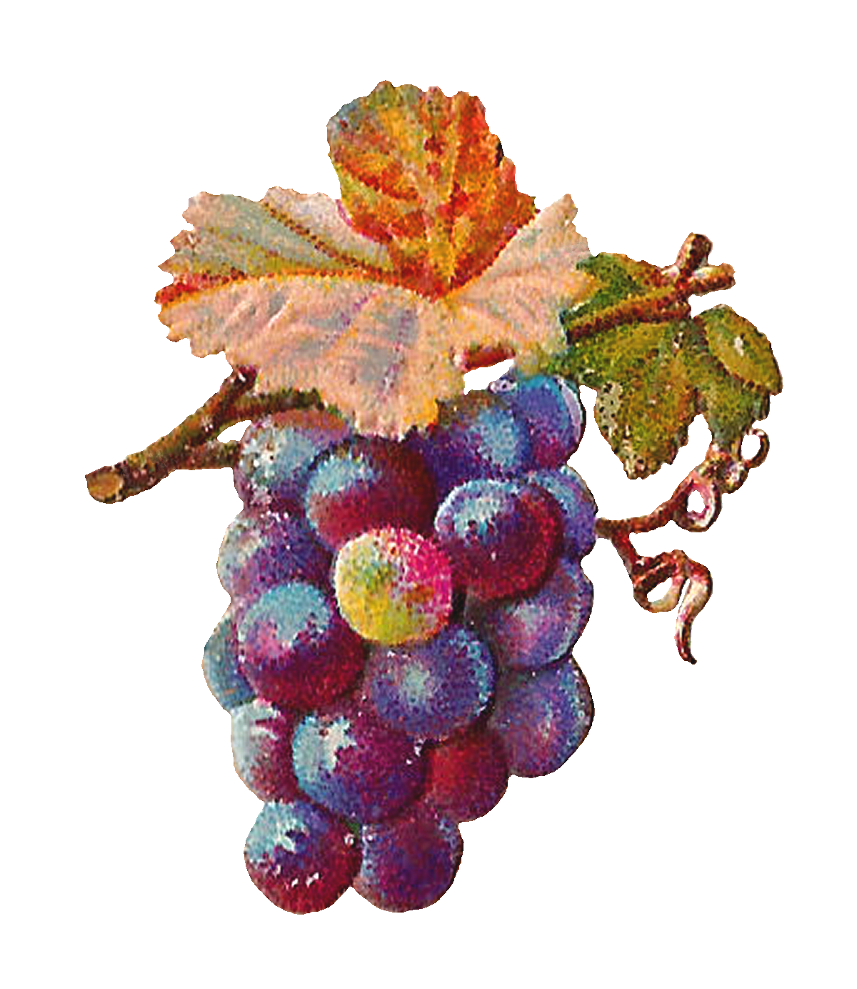 Digital grape fruit clipart leaves branches background