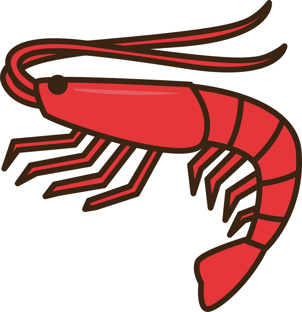 Shrimp vector clipart images 4