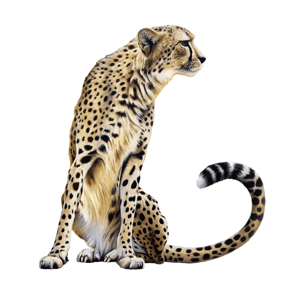 Cheetah clipart photos background ize kb