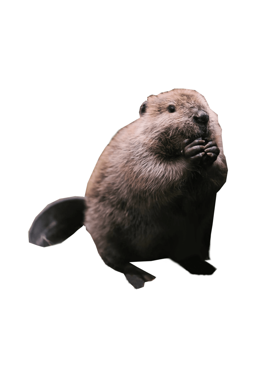 Beaver standing image pictures animal figures clipart