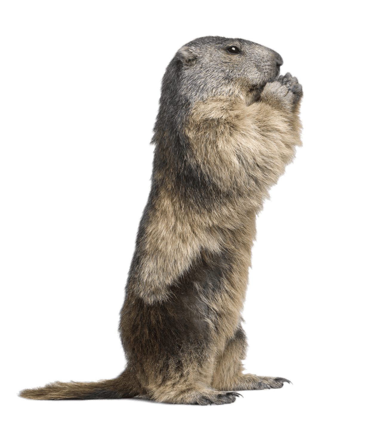 Groundhog day 2024 standing clipart photo