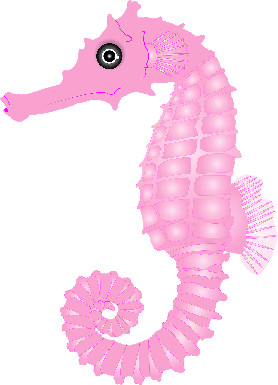 Seahorse pink ocean image clipart