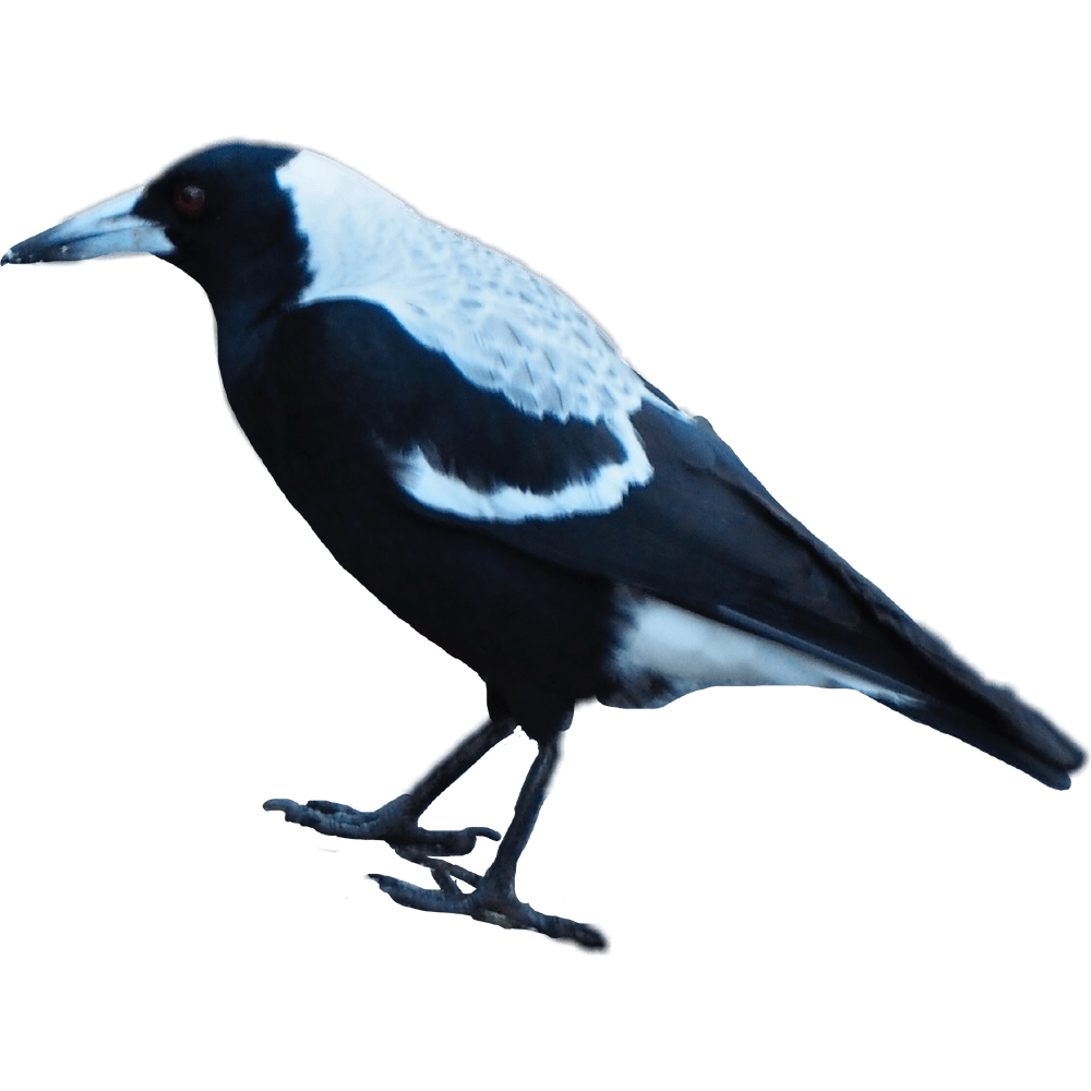 Crow magpie images hd photo clipart