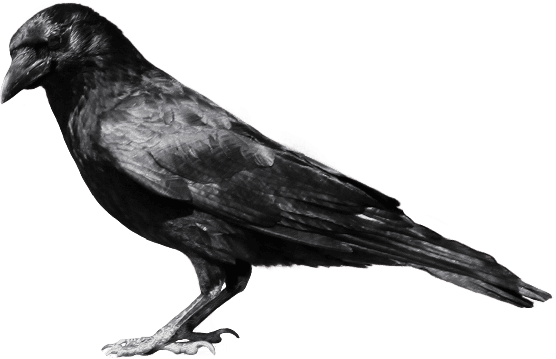 Crow image with background clipart