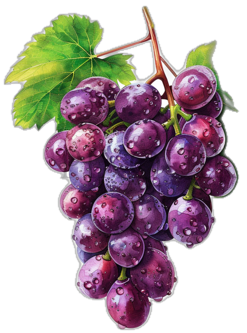 Watercolor grap clipart high quality fruit grape art mercial use instant background