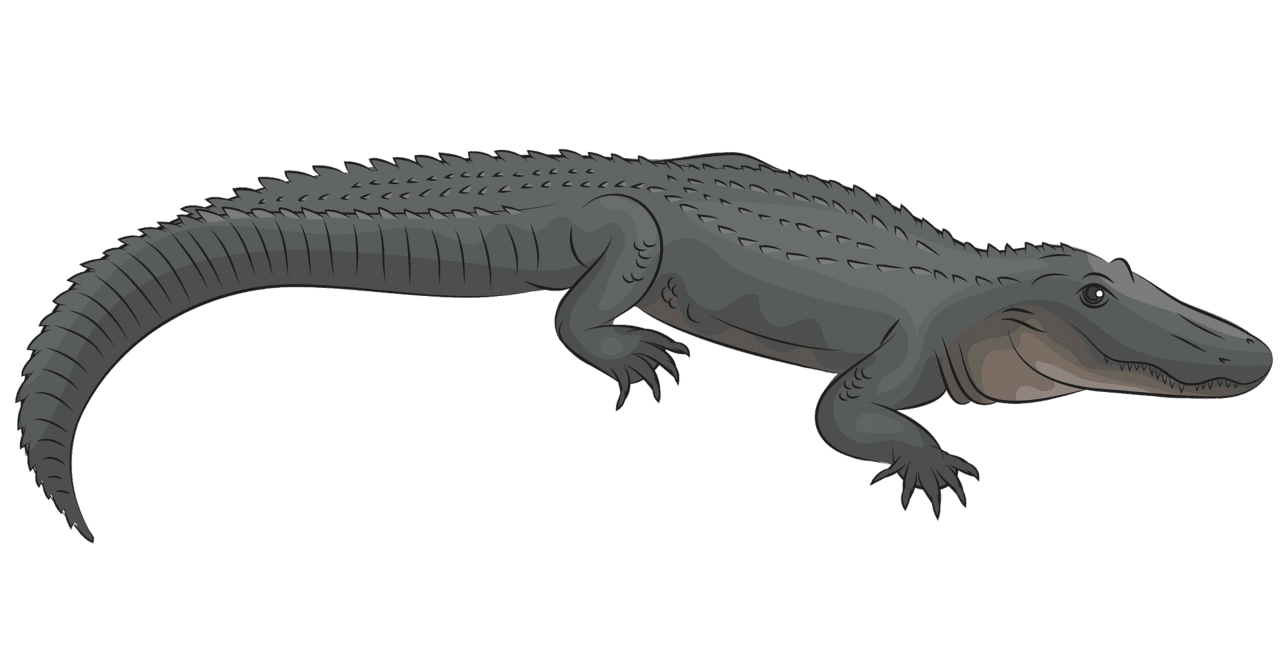 American alli gator vector clipart images