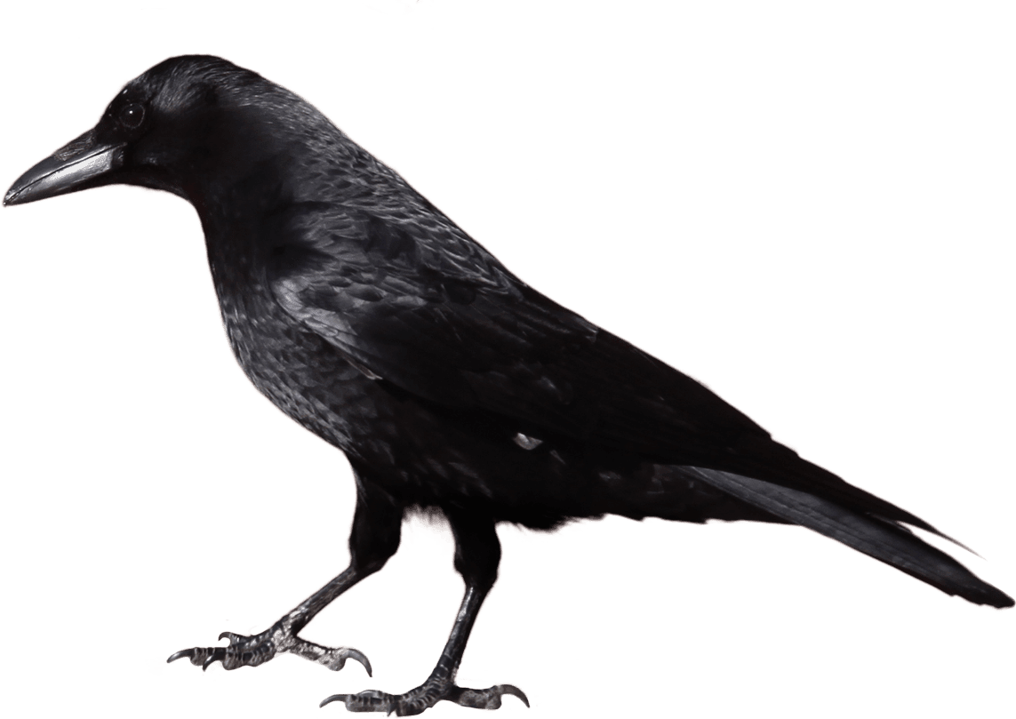 Crow from side clipart clip art