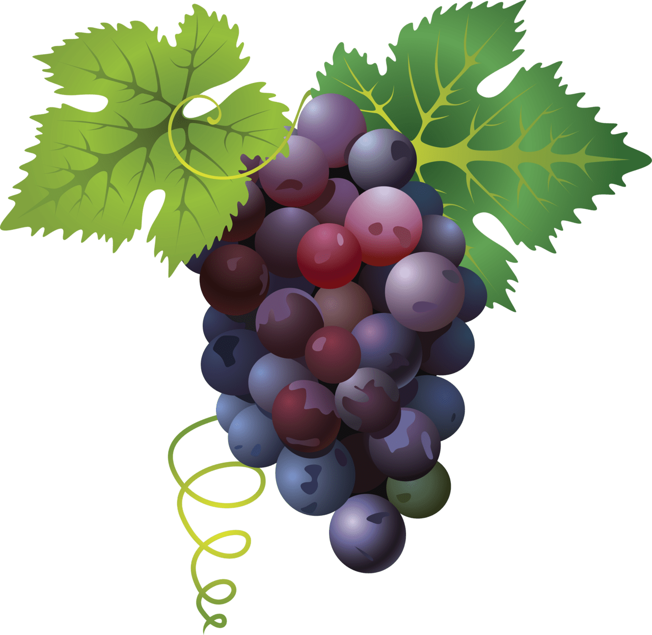 Grape clipart image