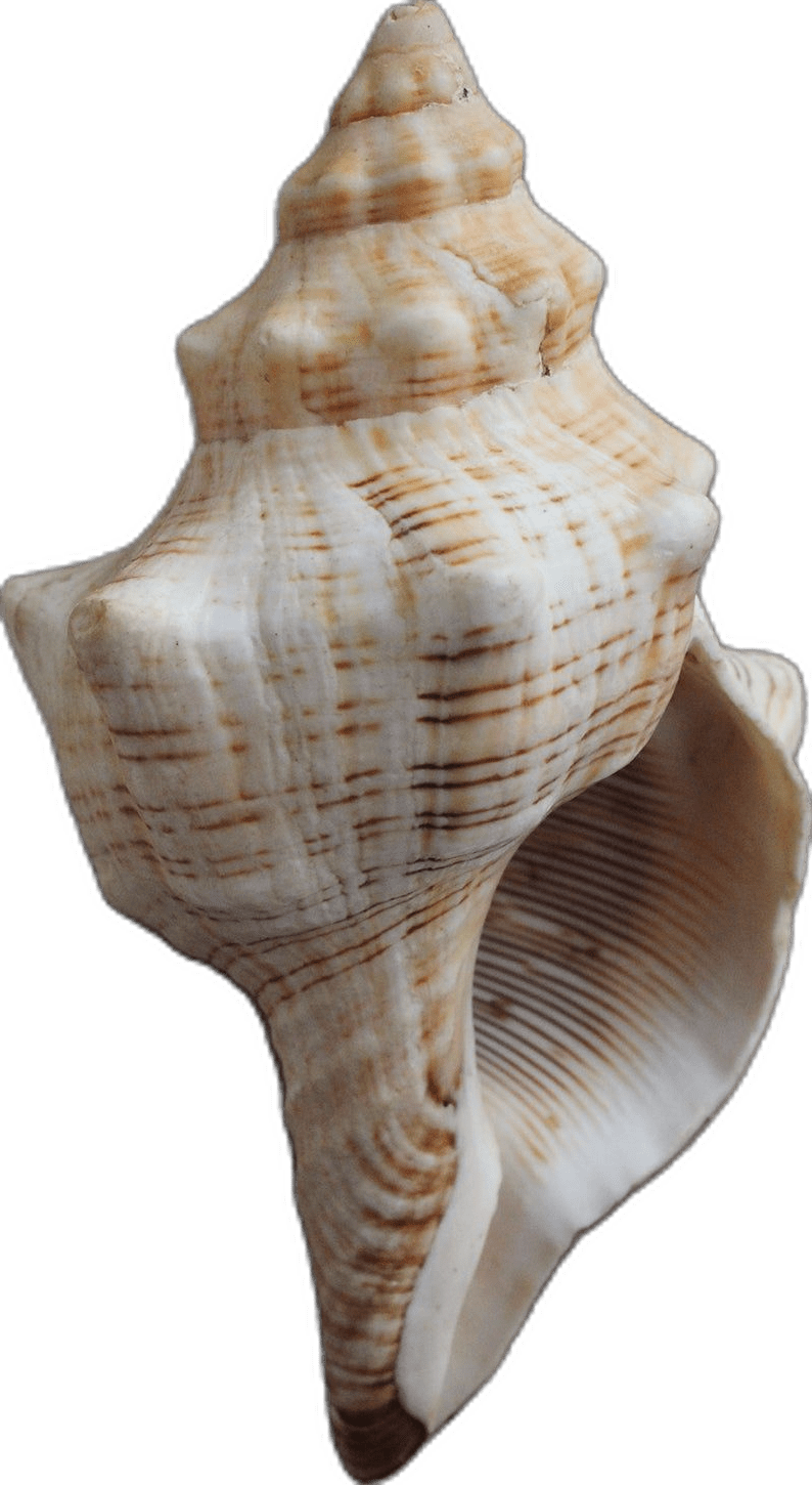 Vintage still life sea shell clipart image