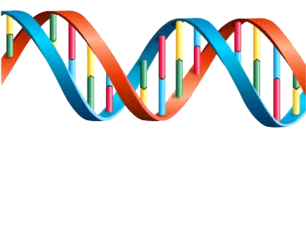 Dna image size clipart 2