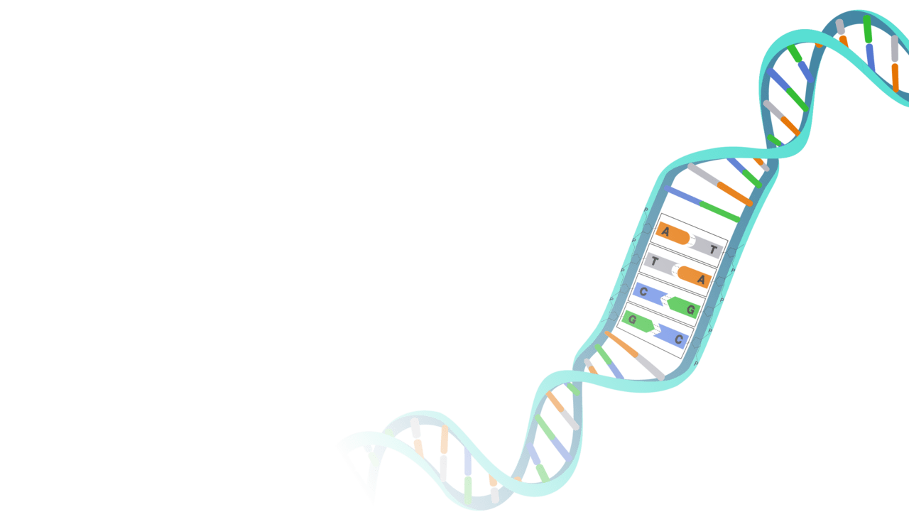 Deoxyribonucleic acid dna clipart transparent