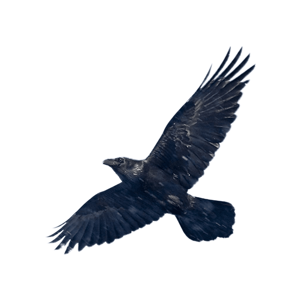 Crow blackbird images hd photo clipart