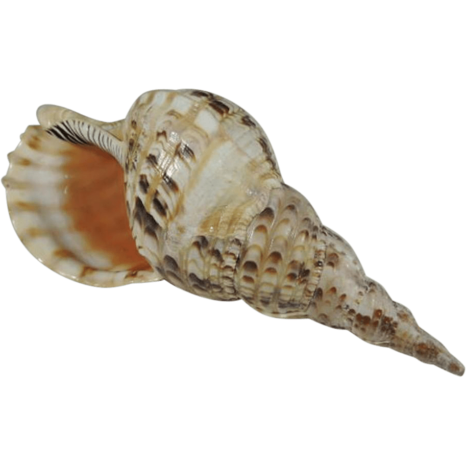 Shell conch clipart vector