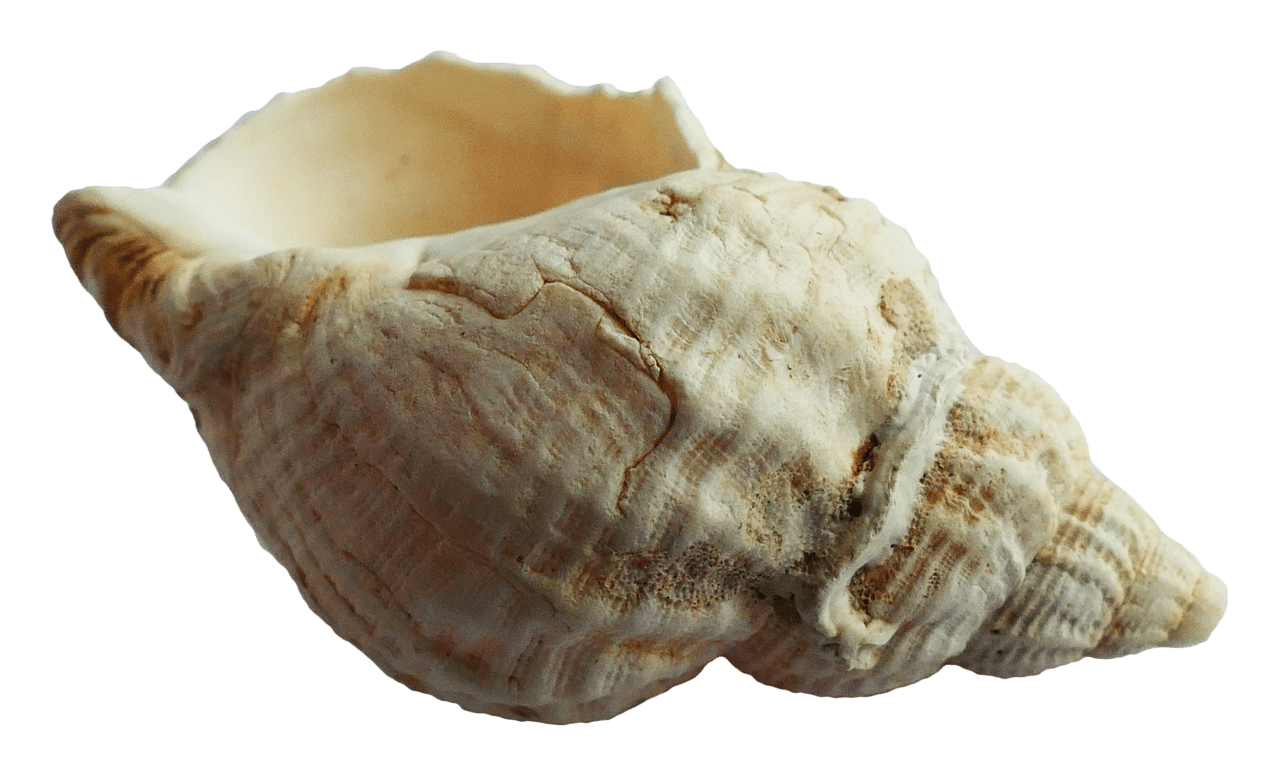 Seashells sea ocean shell clipart transparent