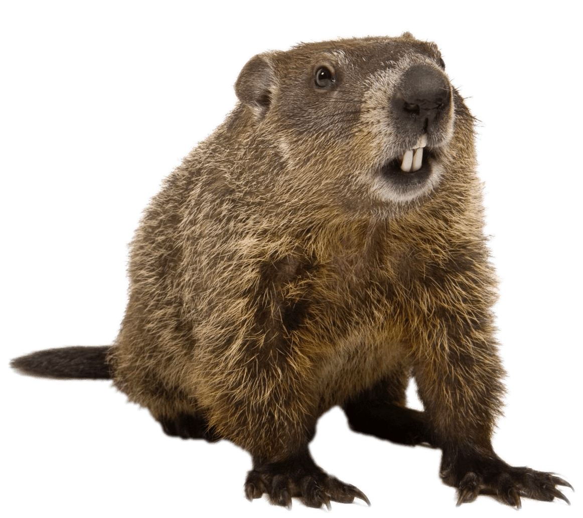 Groundhog day 2024 front view clipart free