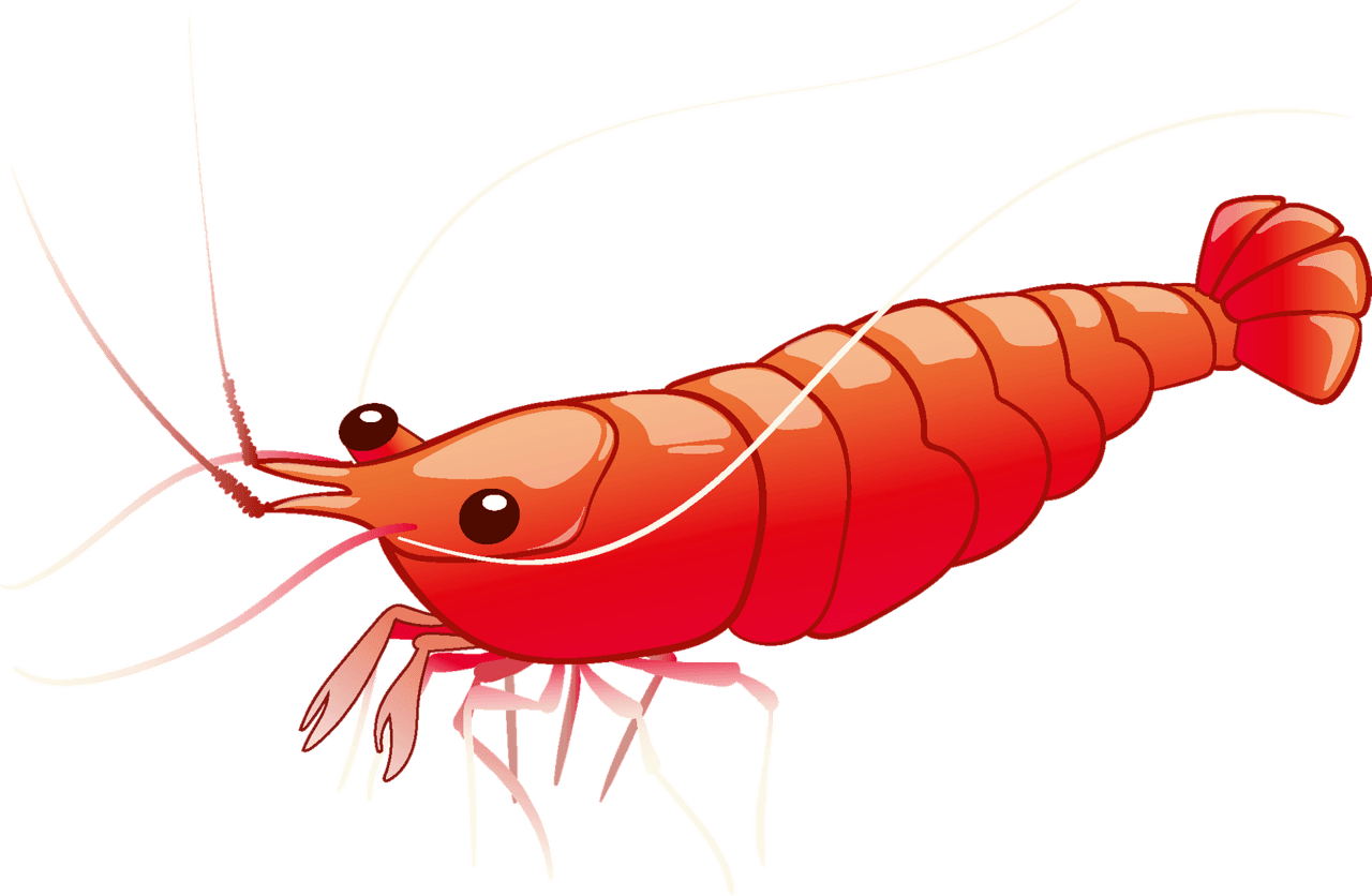 Shrimp vector clipart images 3