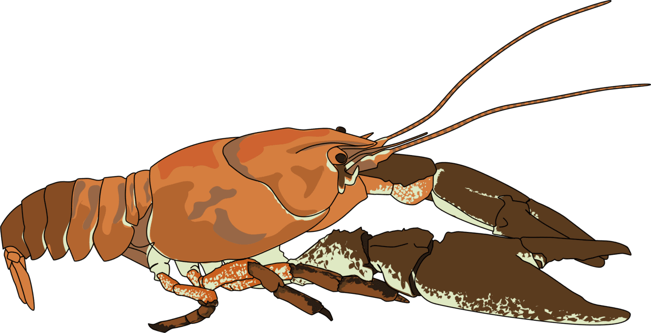 Crawfish white clawed crayfish clipart logo