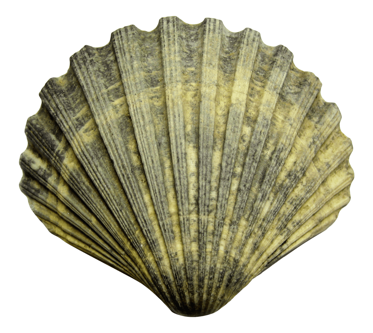 Sea shell clipart free