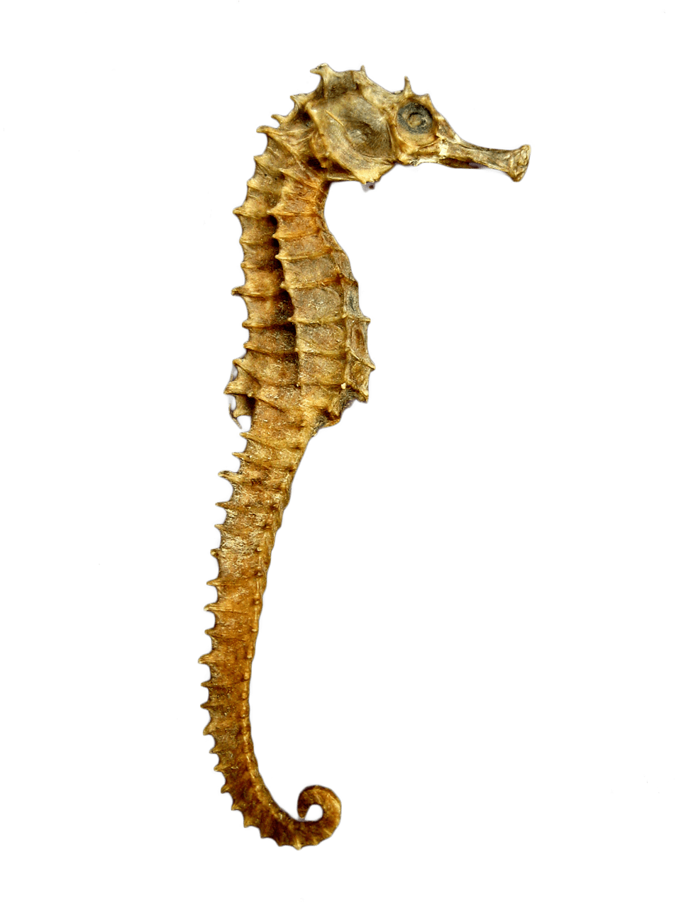 Seahorse skeleton clipart photo