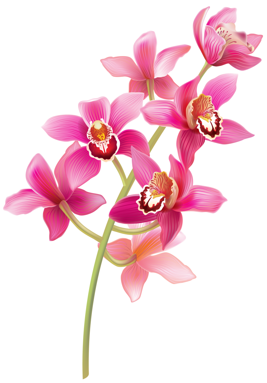 Springtime stem pink orchids clipart best background