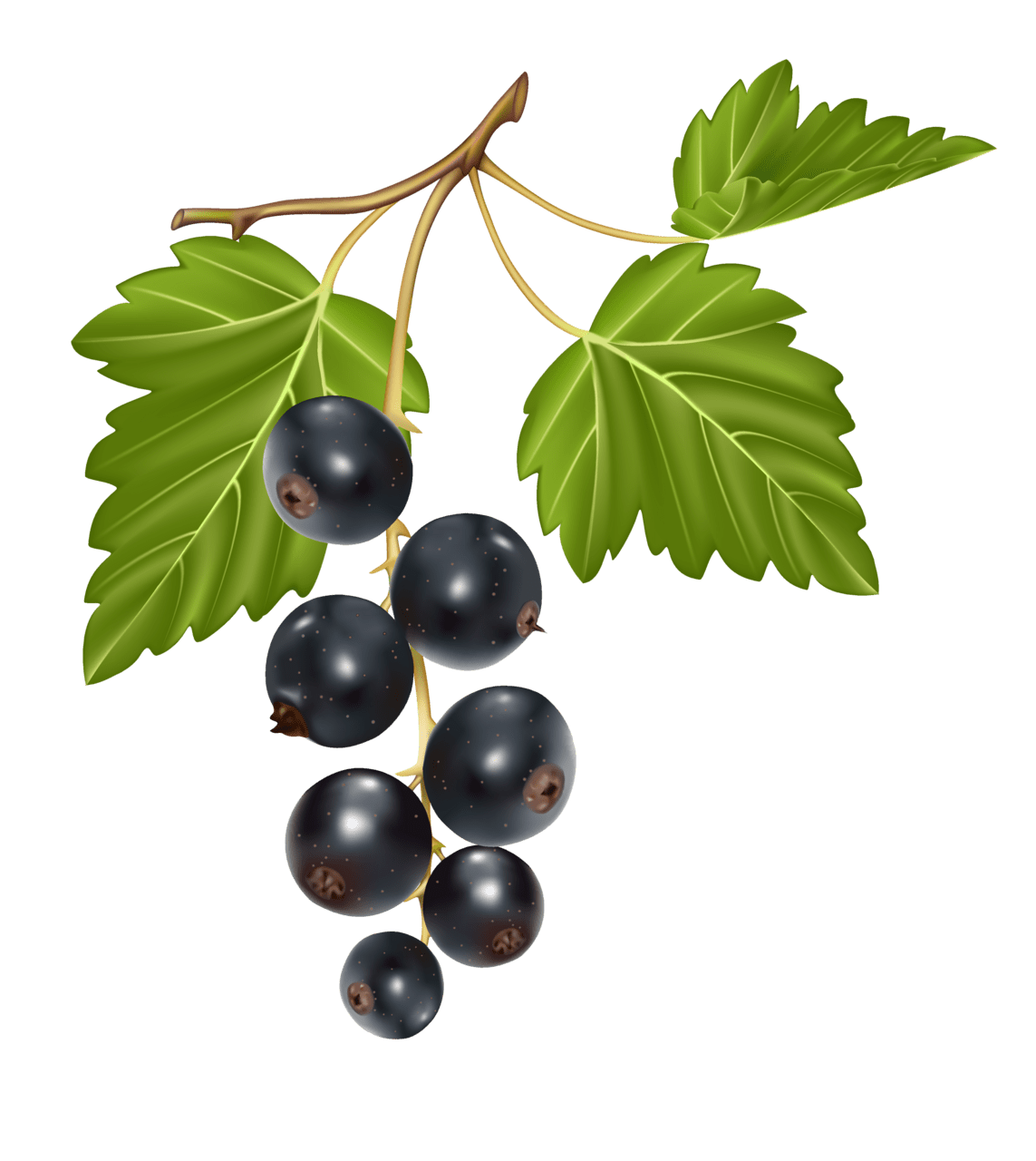 Grape pin page clipart image 3