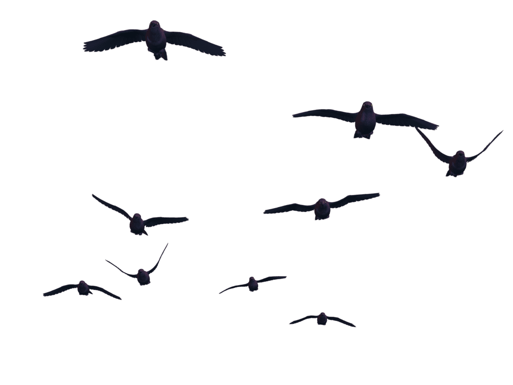 Crow flying birds by roy deviantart clipart clip art