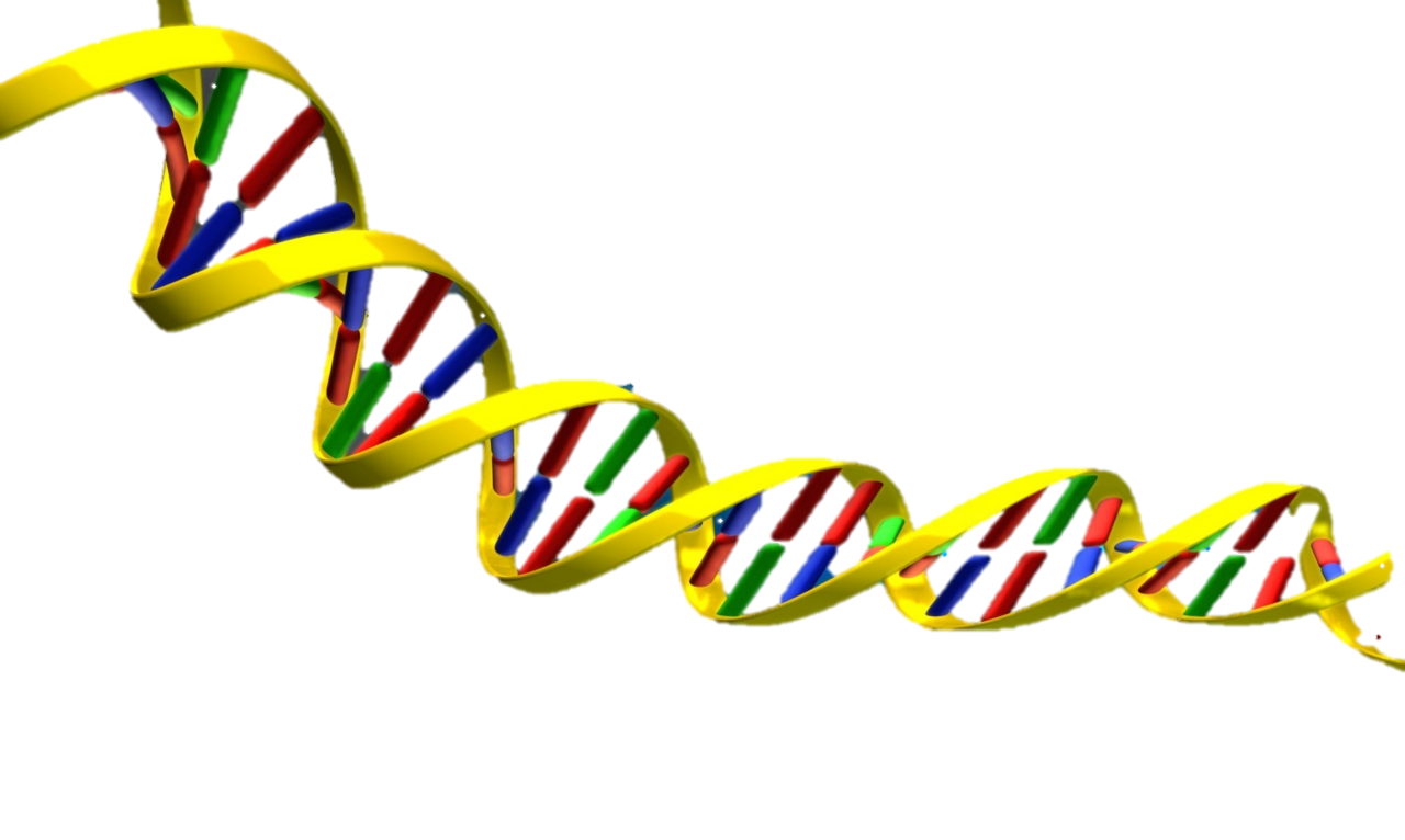 Dna helix bernies team clipart best vector