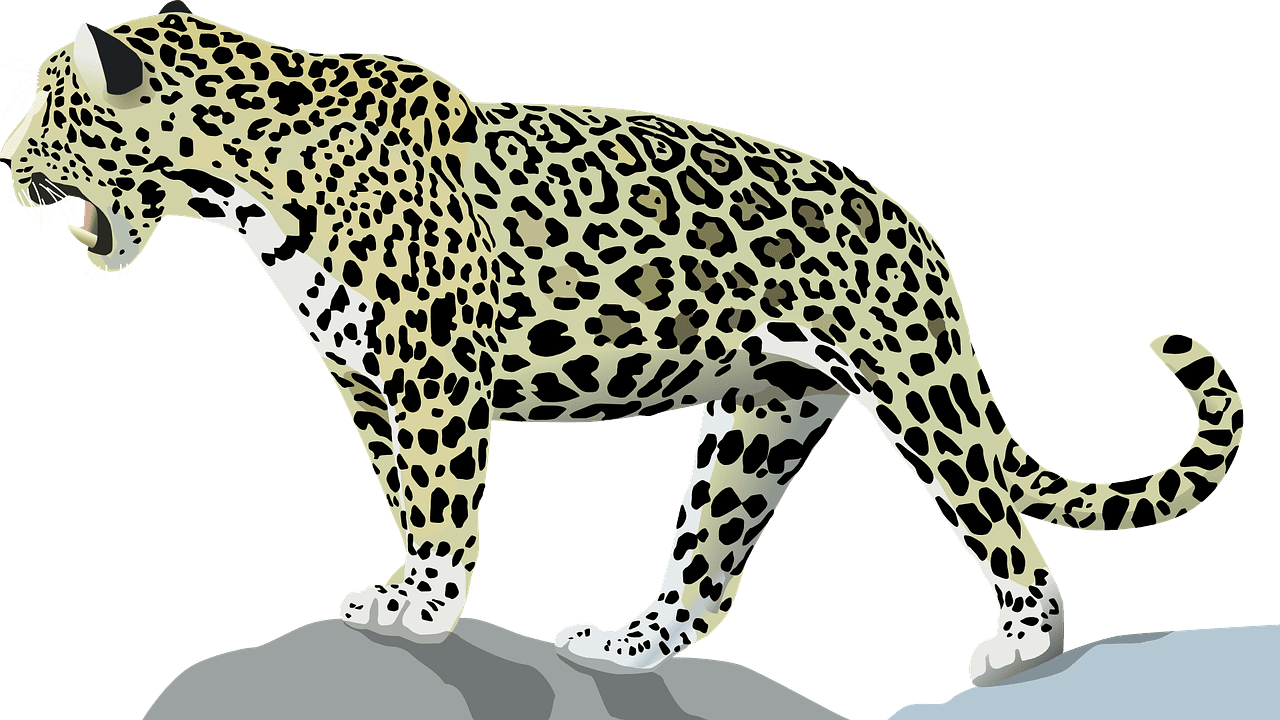 Cheetah pin page clipart photo 2