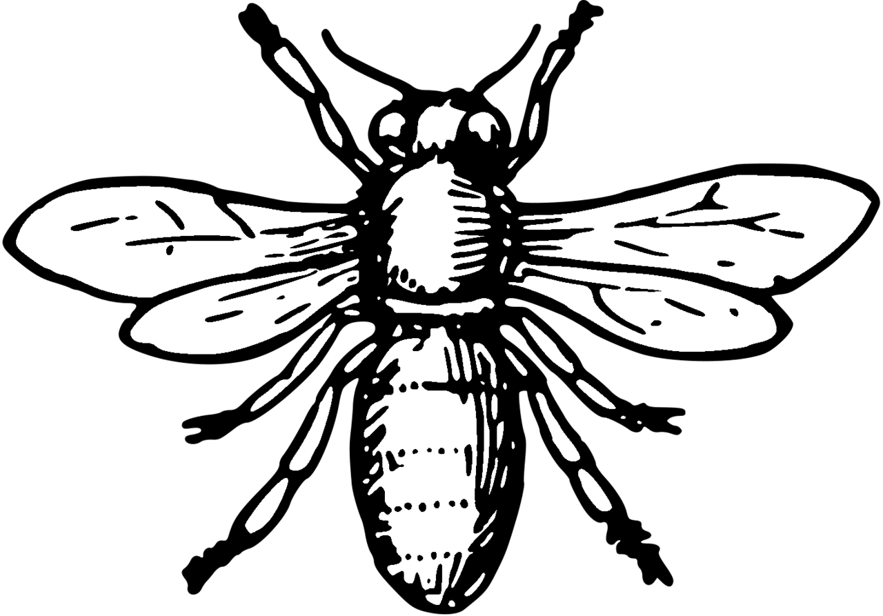 Bee black and white traceable heraldic art clipart photo