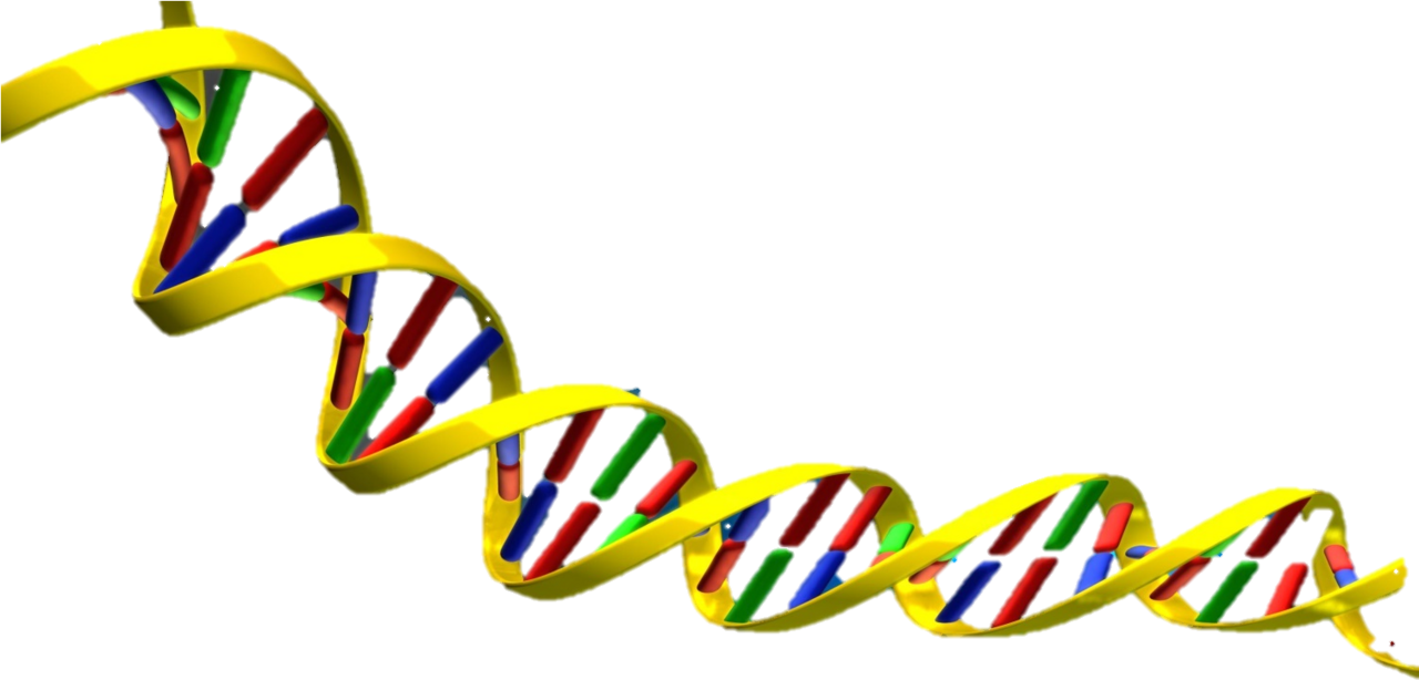 Science clipart dna double helix vector