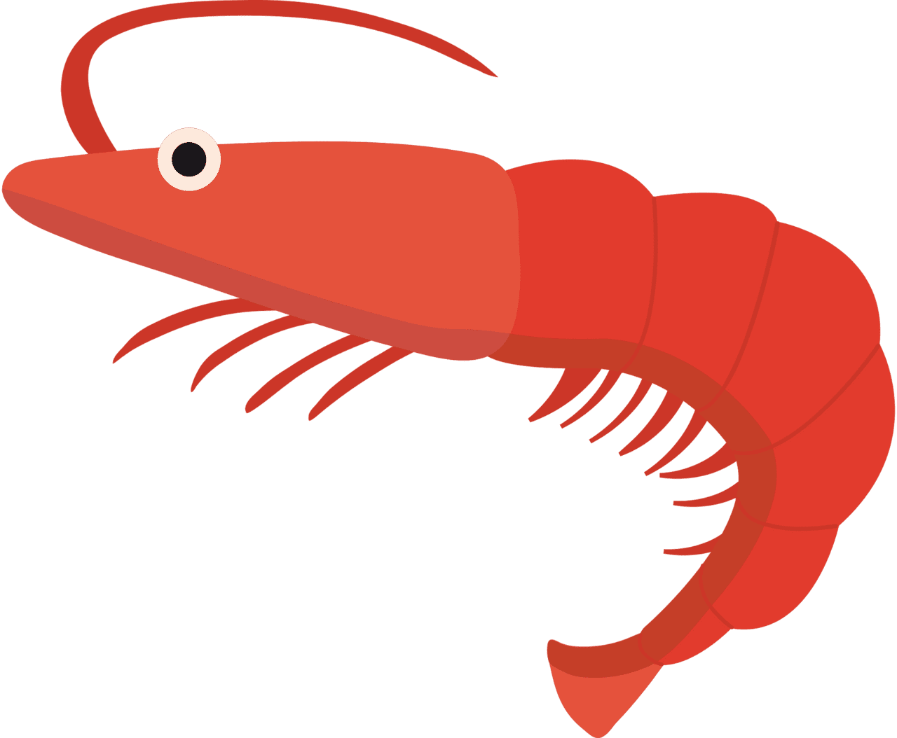 Shrimp vector clipart images 8