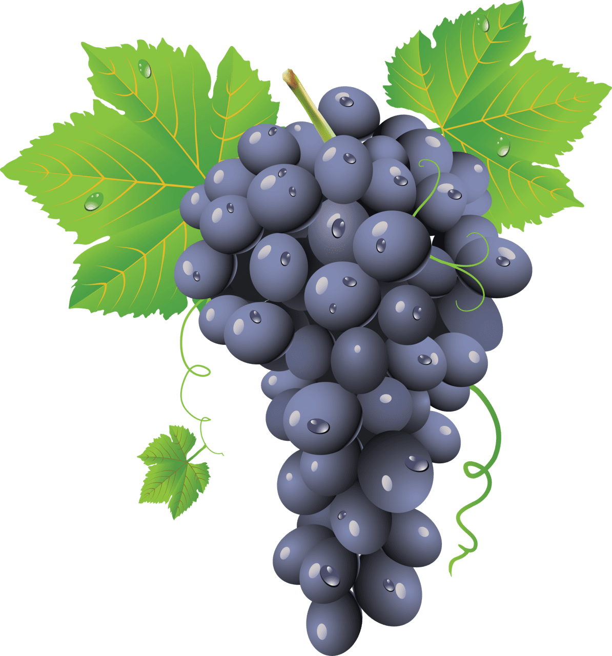 Grape clipart free