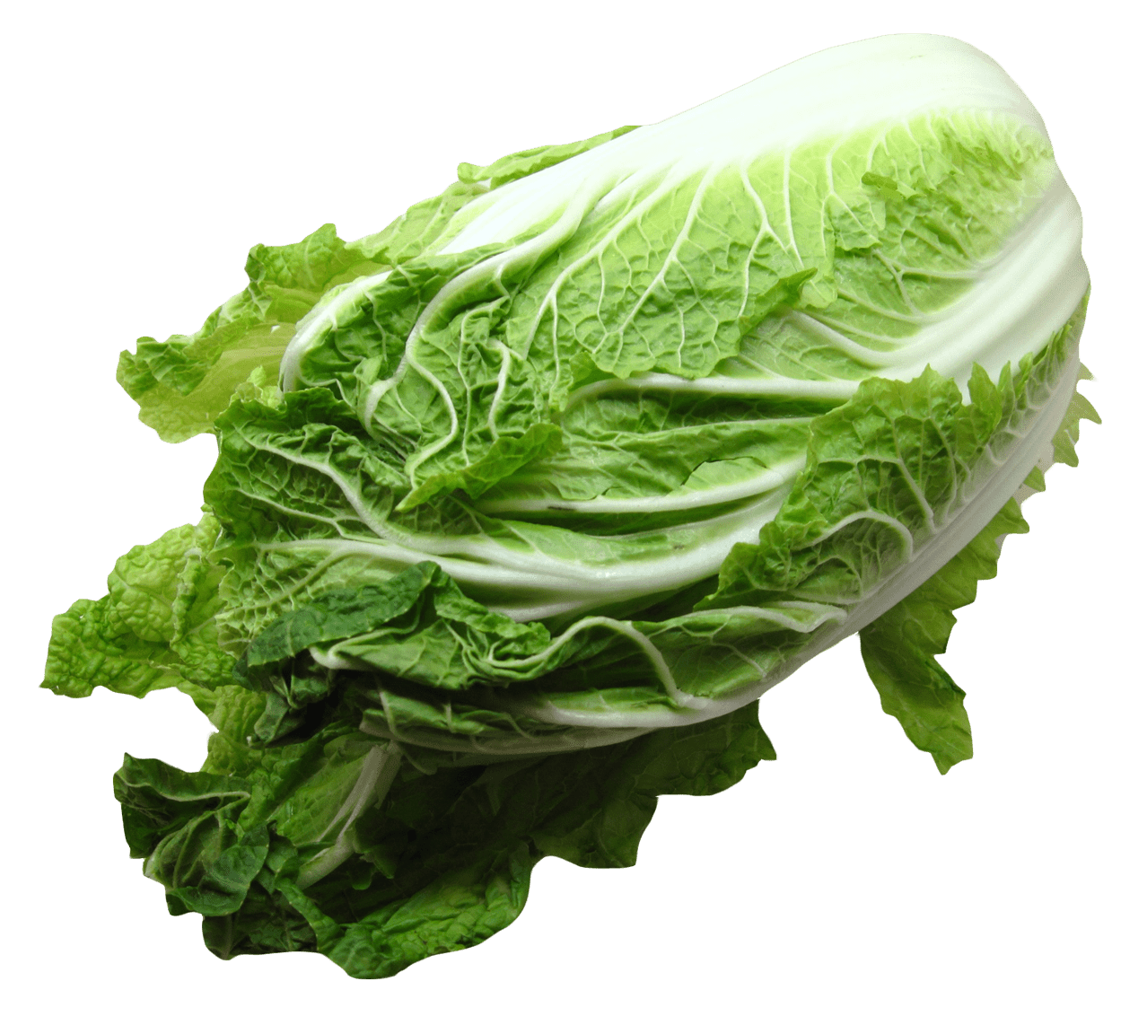 Veggie napa cabbage image for clipart