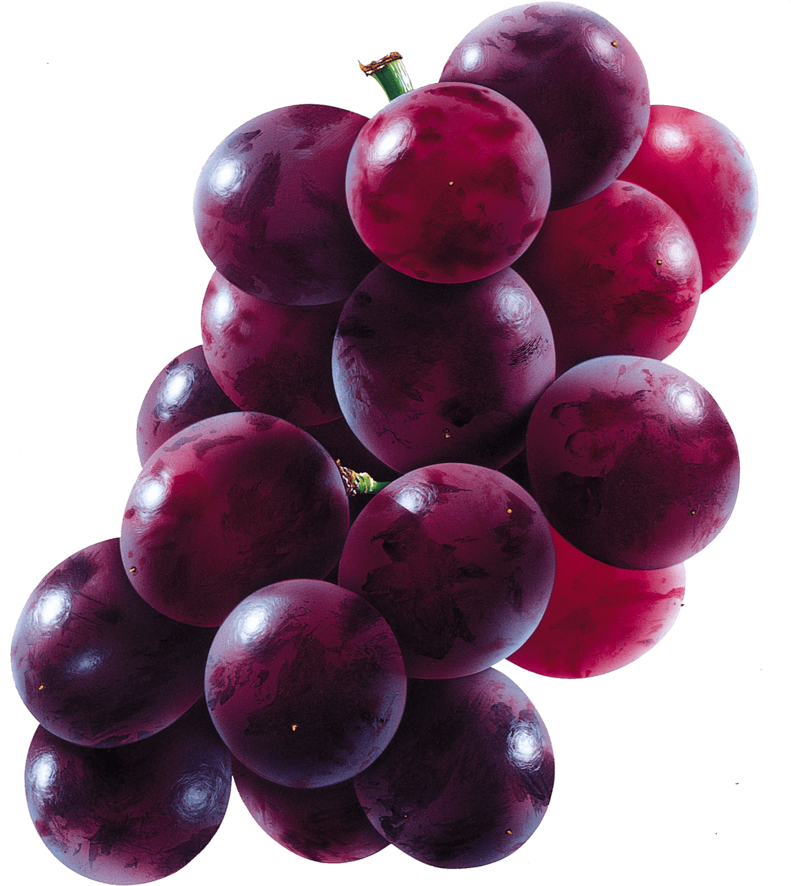 Grape clipart vector 2