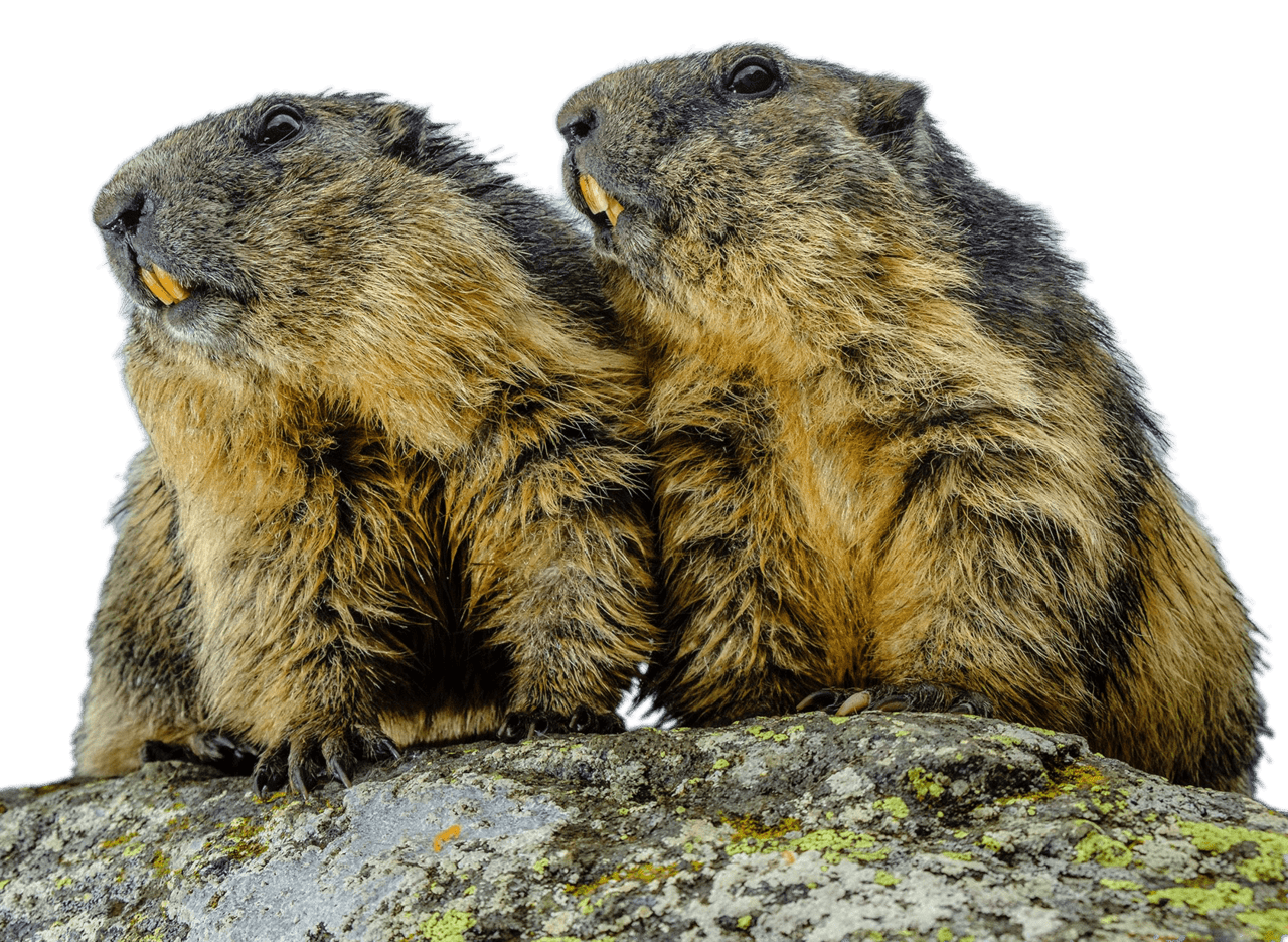 Groundhog day 2024 couple of groundhogs clipart image