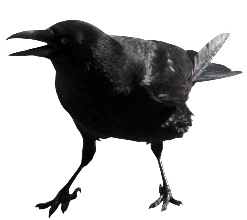 Crow image with background clipart 2