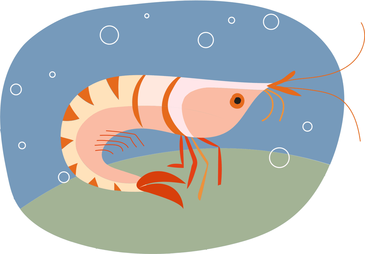 Shrimp vector clipart images 12